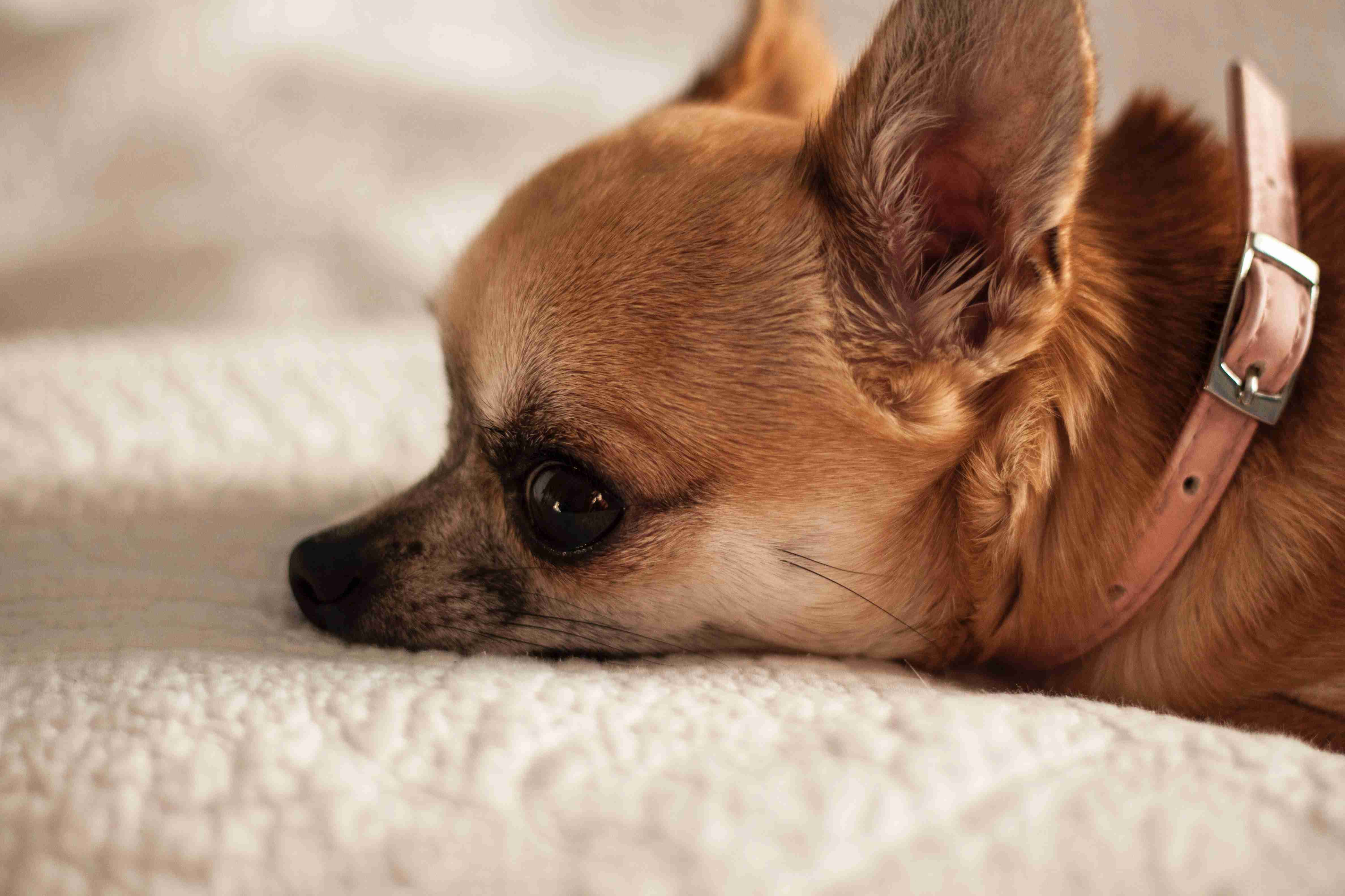 How can you create a safe and comfortable environment for a Chihuahua with anger issues?